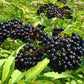 Heirloom Organic American Elderberry Seeds