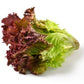 Heirloom Organic New Red Fire Lettuce Seeds
