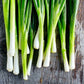 Heirloom Organic Tokyo Long White Onion Seeds