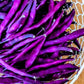 Heirloom Organic Royalty Purple Pod Garden Bean Seeds