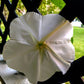 Heirloom Organic MoonFlower Vine Seeds