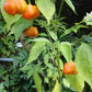 Organic Mad Hatter Pepper Seeds