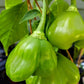 Organic Mad Hatter Pepper Seeds