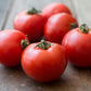 Organic Early Girl Tomato Seeds Pelleted