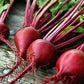 Heirloom Organic Ruby Queen Seeds