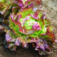 Heirloom Organic Sangria Lettuce Seeds