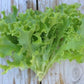 Heirloom Organic Royal Oakleaf Lettuce Seeds