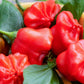 Organic Mad Hatter Pepper Seeds