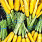 Heirloom Organic Solar yellow Carrot Seeds! Farmers market Prize winner or stand out with Gourmet recipes that will really make a impression