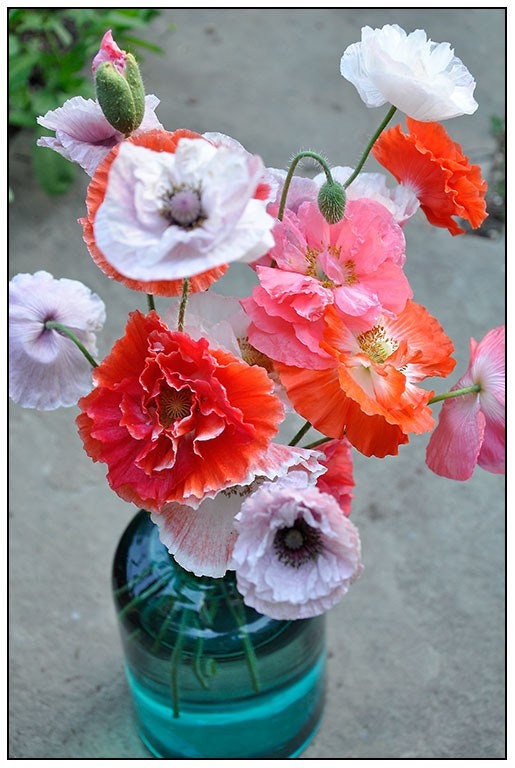 Heirloom Mix Shirley Poppy Seeds