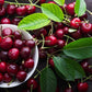 Organic Bing Cherry Tree Seeds aka Prunus avium Bing, !Seeds for the beautiful Fruit tree with the amazing and beautiful cherry blossoms!