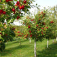 Organic Red Jonathan Apple Tree Seeds Aka Malus domestica !Fast growing trees!