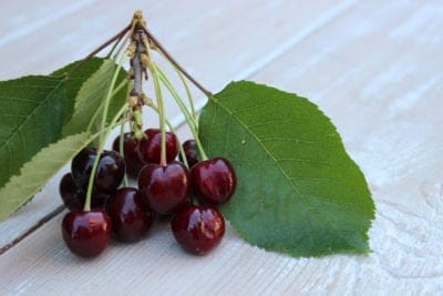 Heirloom Black Tartarian Cherry Tree Seeds   aka Prunus avium and many other fruit trees and exotic plants live and rare seeds