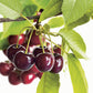Heirloom Black Tartarian Cherry Tree Seeds   aka Prunus avium and many other fruit trees and exotic plants live and rare seeds