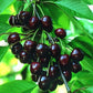 Heirloom Black Tartarian Cherry Tree Seeds   aka Prunus avium and many other fruit trees and exotic plants live and rare seeds