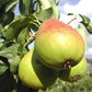 Heirloom Organic Bartlett Pear Tree Seeds    Aka Pyrus communis