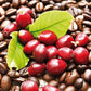 Organic Coffee Bean Tree Seeds  Arabica perfect office or house plants! seedlings available check website for details