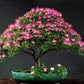 Organic Mimosa Tree Seeds aka Silk tree, Albizia julibrissin, Silky acacia, Persian silk tree, Pink Silk dwarf bonzai or giant ornamental!