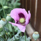 Hungarian Blue Breadseed poppy Seeds Aka Papaver somniferum L. , bulk poppy seeds , Antique Poppies, Heirloom and Organic