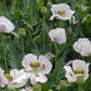 Heirloom Organic Tasmanian Alks White Poppy Seeds