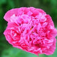 Heirloom Pink Peony Poppy Seeds Papaver Pink Peony Poppy Seeds, Double Pink Poppies, Papaver somniferum Seeds, Wildflower Garden Seeds
