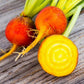 Heirloom Organic Detroit Gold Beet Seeds