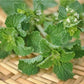 Heirloom Organic White Horehound Seeds    aka Marrubium vulgare medicinal herb seeds