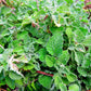 Heirloom Organic White Horehound Seeds    aka Marrubium vulgare medicinal herb seeds