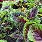 Heirloom Organic Red Stripe Amaranth Herb Seeds Aka Chinese Spinach - Callaloo - Amaranthus viridus - Edible Amaranth