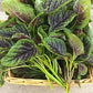 Heirloom Organic Red Stripe Amaranth Herb Seeds Aka Chinese Spinach - Callaloo - Amaranthus viridus - Edible Amaranth