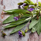 Heirloom Organic Sage Seeds  Aka Salvia Officinalis Medicinal Herbs, Garden Sage, Smudging, Green Sage, Common Sage, Smudge sticks