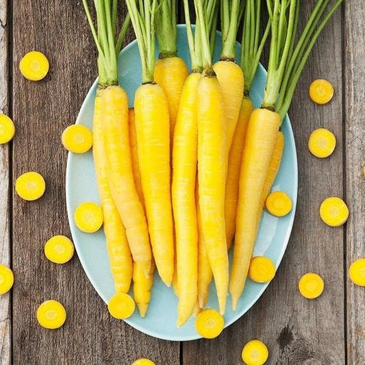 Heirloom Organic Solar yellow Carrot Seeds! Farmers market Prize winner or stand out with Gourmet recipes that will really make a impression