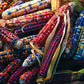 Heirloom Organic Native American Mandan Bride Corn Seeds
