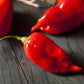 GHOST PEPPER Pepper Seeds (Aka Naga Viper Chili, Snake Pepper, Bhut Jolokia Hot Pepper)