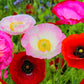 Heirloom Organic Mission Bells Poppy Seeds