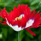 Heirloom Organic Danish Flag Poppy Seeds    aka Feathered poppy, Daneborg opium poppy, Fringed Poppie, Breadseed Poppies