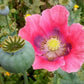 Heirloom Organic Hens and Chicks Poppy Seeds  Aka Hen and chick papaver somniferum, Bread seed opium poppies