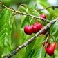 Organic Bing Cherry Tree Seeds aka Prunus avium Bing, !Seeds for the beautiful Fruit tree with the amazing and beautiful cherry blossoms!