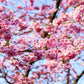 Organic Bing Cherry Tree Seeds aka Prunus avium Bing, !Seeds for the beautiful Fruit tree with the amazing and beautiful cherry blossoms!