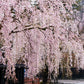 Organic Bing Cherry Tree Seeds aka Prunus avium Bing, !Seeds for the beautiful Fruit tree with the amazing and beautiful cherry blossoms!