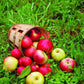 Organic Red Jonathan Apple Tree Seeds Aka Malus domestica !Fast growing trees!