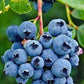 Organic Heirloom Blueberry Bush - Seeds Perfect for potting for urban gardening or apartment plants!
