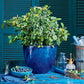Organic Heirloom Blueberry Bush - Seeds Perfect for potting for urban gardening or apartment plants!
