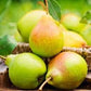 Heirloom Organic Bartlett Pear Tree Seeds    Aka Pyrus communis