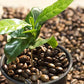 Organic Coffee Bean Tree Seeds  Arabica perfect office or house plants! seedlings available check website for details