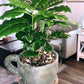 Organic Coffee Bean Tree Seeds  Arabica perfect office or house plants! seedlings available check website for details