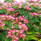 Organic Mimosa Tree Seeds aka Silk tree, Albizia julibrissin, Silky acacia, Persian silk tree, Pink Silk dwarf bonzai or giant ornamental!