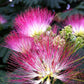 Organic Mimosa Tree Seeds aka Silk tree, Albizia julibrissin, Silky acacia, Persian silk tree, Pink Silk dwarf bonzai or giant ornamental!