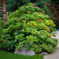 Heirloom Organic Cranberry Bush Seeds aka Cranberries Tree seeds, Cranberry Shrub Seeds