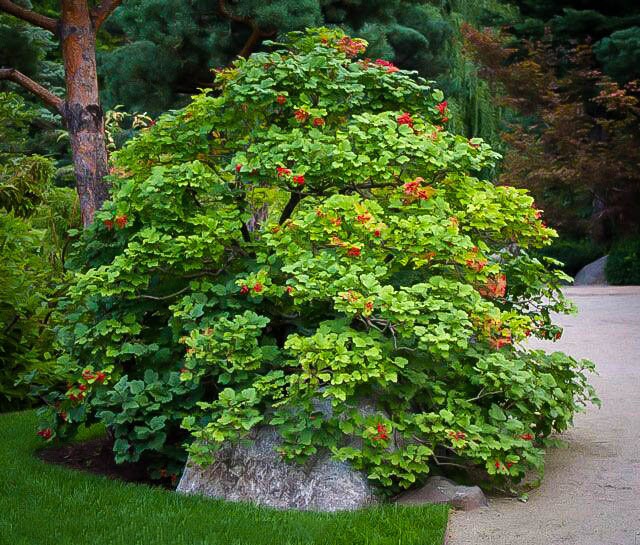 Heirloom Organic Cranberry Bush Seeds aka Cranberries Tree seeds, Cranberry Shrub Seeds
